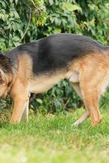 Tim – Schäferhund, Männchen, 1 Jahr, 90537 Feucht – Foto 4