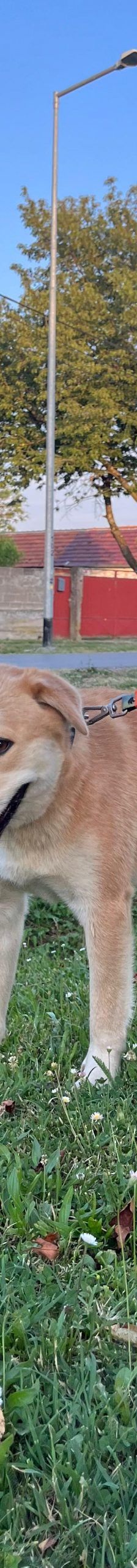 Gita – Mischling, Weibchen, 5 Monate, Nordic Strays e.V. – Foto 2