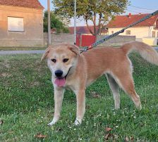 Gita – Mischling, Weibchen, 5 Monate, Nordic Strays e.V. – Foto 11