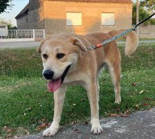 Gita – Mischling, Weibchen, 5 Monate, Nordic Strays e.V. – Foto 12