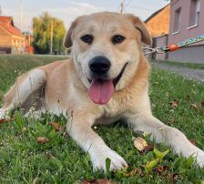 Gita – Mischling, Weibchen, 5 Monate, Nordic Strays e.V. – Foto 13