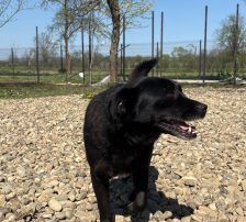 Gita – Mischling, Weibchen, 5 Monate, Nordic Strays e.V. – Foto 14