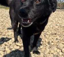 Gita – Mischling, Weibchen, 5 Monate, Nordic Strays e.V. – Foto 15