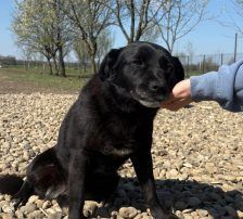 Gita – Mischling, Weibchen, 5 Monate, Nordic Strays e.V. – Foto 16
