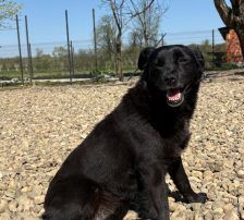 Gita – Mischling, Weibchen, 5 Monate, Nordic Strays e.V. – Foto 17
