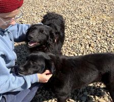 Gita – Mischling, Weibchen, 5 Monate, Nordic Strays e.V. – Foto 18