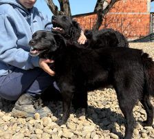 Gita – Mischling, Weibchen, 5 Monate, Nordic Strays e.V. – Foto 19