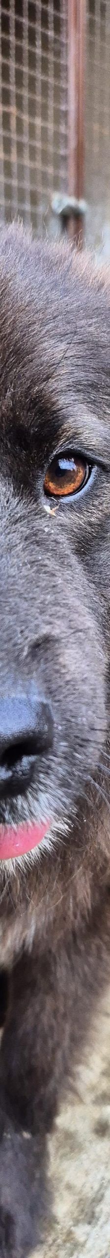 Gita – Mischling, Weibchen, 5 Monate, Nordic Strays e.V. – Foto 5