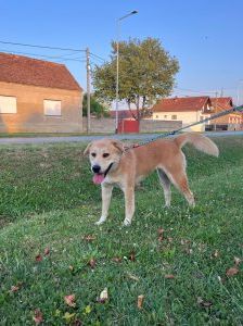 Gita – Mischling, Weibchen, 5 Monate, Nordic Strays e.V. – Foto 6