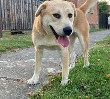 Gita – Mischling, Weibchen, 5 Monate, Nordic Strays e.V. – Foto 7