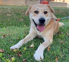 Gita – Mischling, Weibchen, 5 Monate, Nordic Strays e.V. – Foto 8