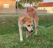 Gita – Mischling, Weibchen, 5 Monate, Nordic Strays e.V. – Foto 9