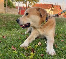 Gita – Mischling, Weibchen, 5 Monate, Nordic Strays e.V. – Foto 10