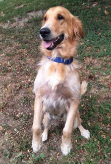 Rishka – Golden Retriever, Weibchen, 6 Jahre, 97074 Würzburg – Foto 1