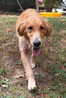 Rishka – Golden Retriever, Weibchen, 6 Jahre, 97074 Würzburg – Foto 2