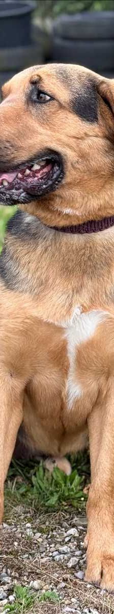 MILO – Mix, Aussidor-Mischling, Männchen, 2 Jahre 7 Monate, 81829 München – Foto 1