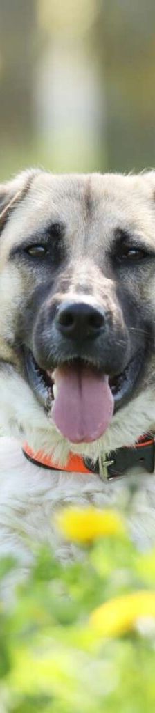 Lotte – Kangal-Mix, Weibchen, 2 Jahre 11 Monate, 13057 Berlin – Foto 1