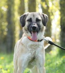 Lotte – Kangal-Mix, Weibchen, 2 Jahre 11 Monate, 13057 Berlin – Foto 2