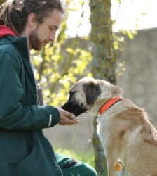 Lotte – Kangal-Mix, Weibchen, 2 Jahre 11 Monate, 13057 Berlin – Foto 3