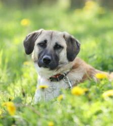 Lotte – Kangal-Mix, Weibchen, 2 Jahre 11 Monate, 13057 Berlin – Foto 4