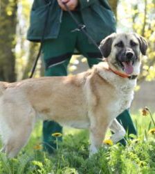 Lotte – Kangal-Mix, Weibchen, 2 Jahre 11 Monate, 13057 Berlin – Foto 5