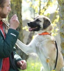Lotte – Kangal-Mix, Weibchen, 2 Jahre 11 Monate, 13057 Berlin – Foto 6