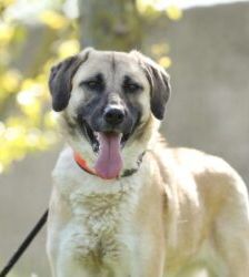 Lotte – Kangal-Mix, Weibchen, 2 Jahre 11 Monate, 13057 Berlin – Foto 7