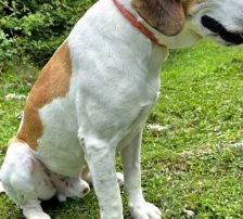 Papucino – Mischling, Männchen, 2 Jahre, Nordic Strays e.V. – Foto 6