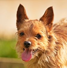 Scruge – Terrier-Mix, Männchen, 4 Jahre, 90537 Feucht – Foto 1