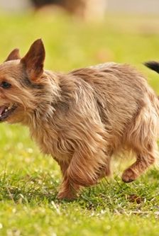 Scruge – Terrier-Mix, Männchen, 4 Jahre, 90537 Feucht – Foto 2