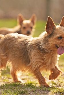 Scruge – Terrier-Mix, Männchen, 4 Jahre, 90537 Feucht – Foto 3