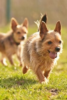 Scruge – Terrier-Mix, Männchen, 4 Jahre, 90537 Feucht – Foto 4