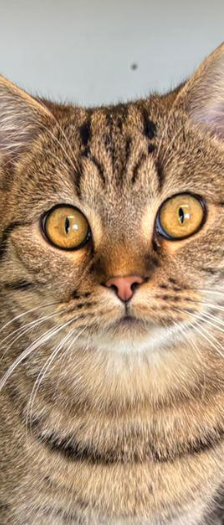 Pino – Hauskatze, Männchen, 6 Monate, 28357 Bremen – Foto 2