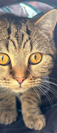 Pino – Hauskatze, Männchen, 6 Monate, 28357 Bremen – Foto 3