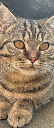 Pino – Hauskatze, Männchen, 6 Monate, 28357 Bremen – Foto 4