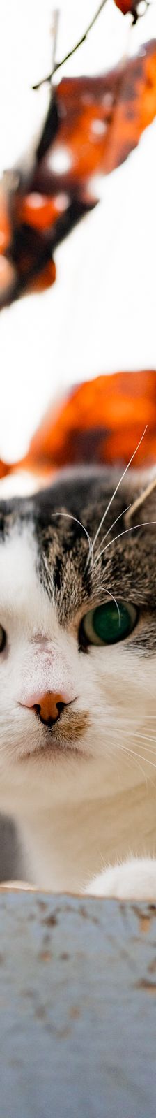 Liese – EKH, Weibchen, 5 Monate, 97816 Lohr – Foto 1