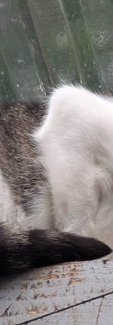 Liese – EKH, Weibchen, 5 Monate, 97816 Lohr – Foto 3