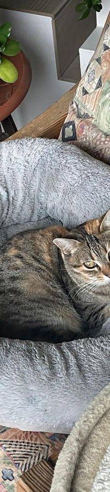 Sally – Europäisch Kurzhaar, Weibchen, 8 Jahre, 65520 Bad Camberg – Foto 4
