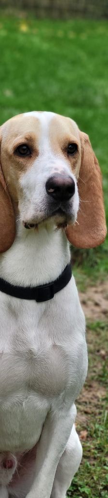 Luke – Bloodhound – Griffon Mix Mischling, Männchen, Alter unbekannt, 37520 Osterode – Foto 3