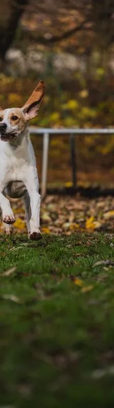 Luke – Bloodhound – Griffon Mix Mischling, Männchen, Alter unbekannt, 37520 Osterode – Foto 4