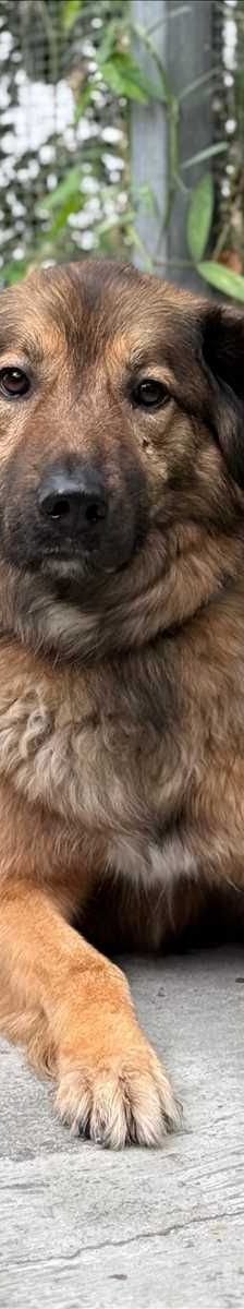 LEO – Mix, Männchen, 4 Jahre 3 Monate, 81829 München – Foto 1