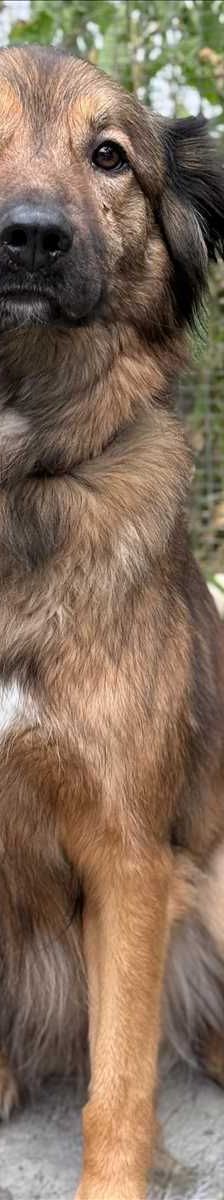 LEO – Mix, Männchen, 4 Jahre 3 Monate, 81829 München – Foto 2