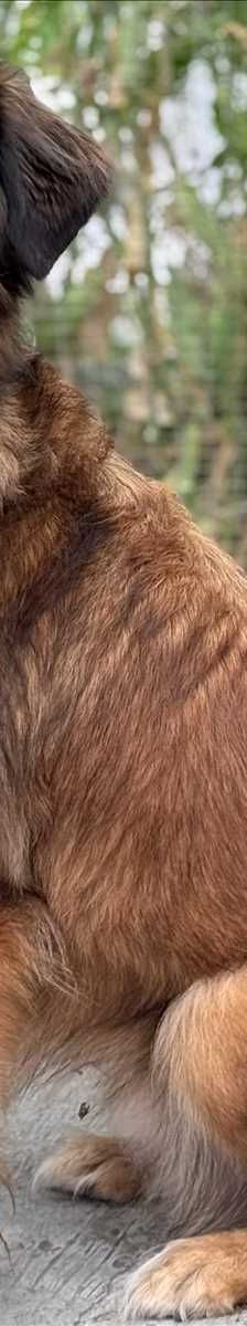LEO – Mix, Männchen, 4 Jahre 3 Monate, 81829 München – Foto 3