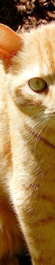 Leia – Katze, Weibchen, 5 Jahre, Cats at Andros e.V. – Foto 3