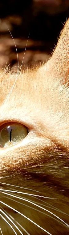 Leia – Katze, Weibchen, 5 Jahre, Cats at Andros e.V. – Foto 4