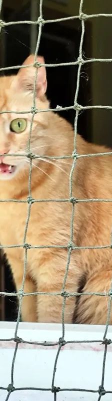 Leia – Katze, Weibchen, 5 Jahre, Cats at Andros e.V. – Foto 5