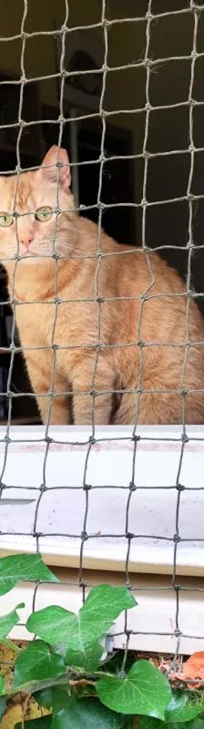 Leia – Katze, Weibchen, 5 Jahre, Cats at Andros e.V. – Foto 8