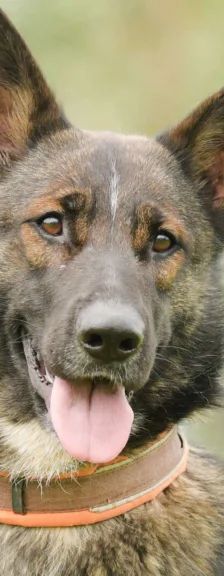 Bianca – Deutscher Schäferhund, Weibchen, 2 Jahre 2 Monate, 13057 Berlin – Foto 1
