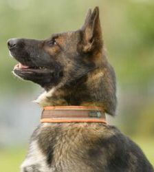 Bianca – Deutscher Schäferhund, Weibchen, 2 Jahre 2 Monate, 13057 Berlin – Foto 2