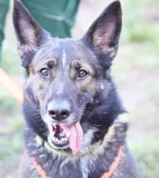 Bianca – Deutscher Schäferhund, Weibchen, 2 Jahre 2 Monate, 13057 Berlin – Foto 3